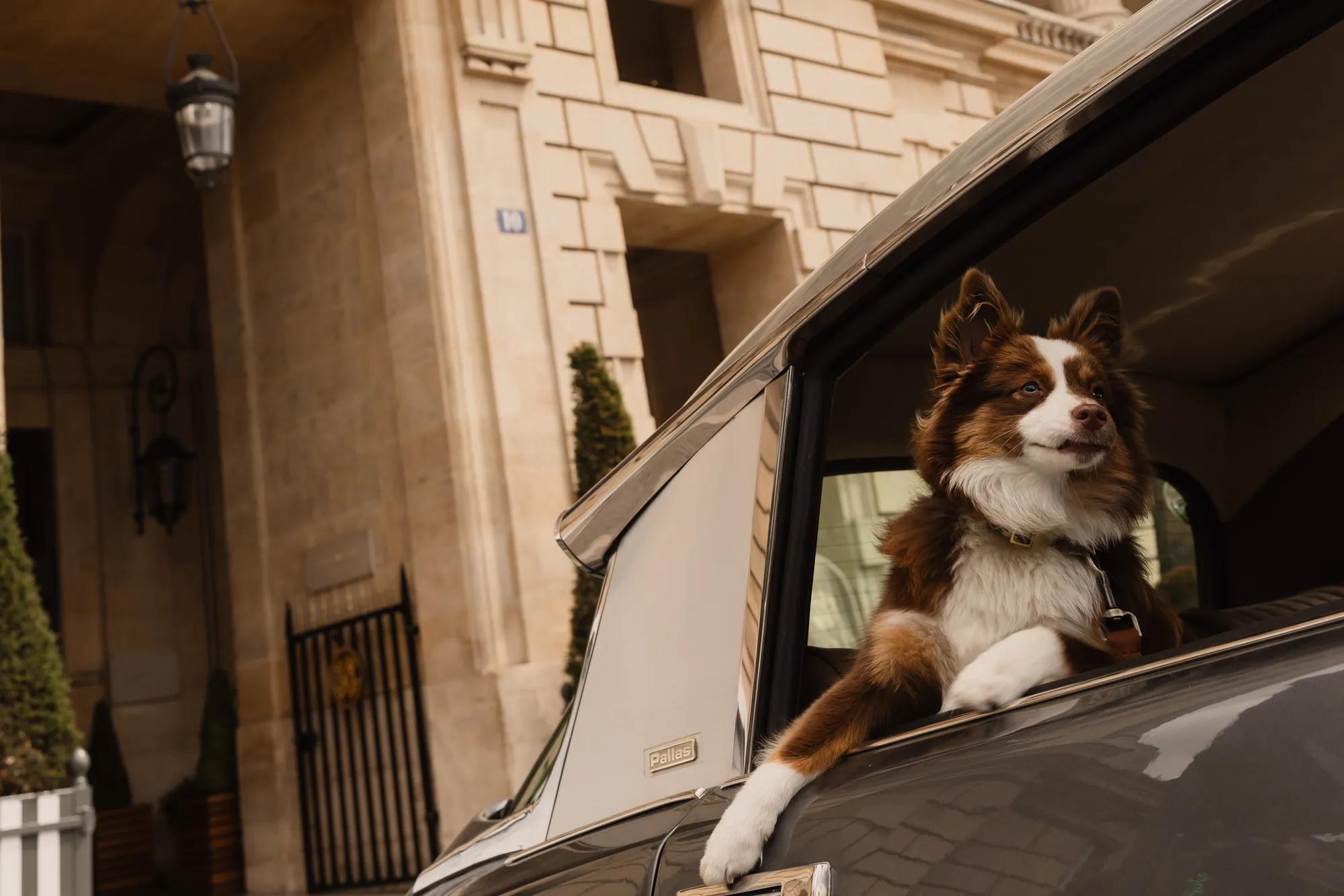 Dog in DS car in front of the hotel