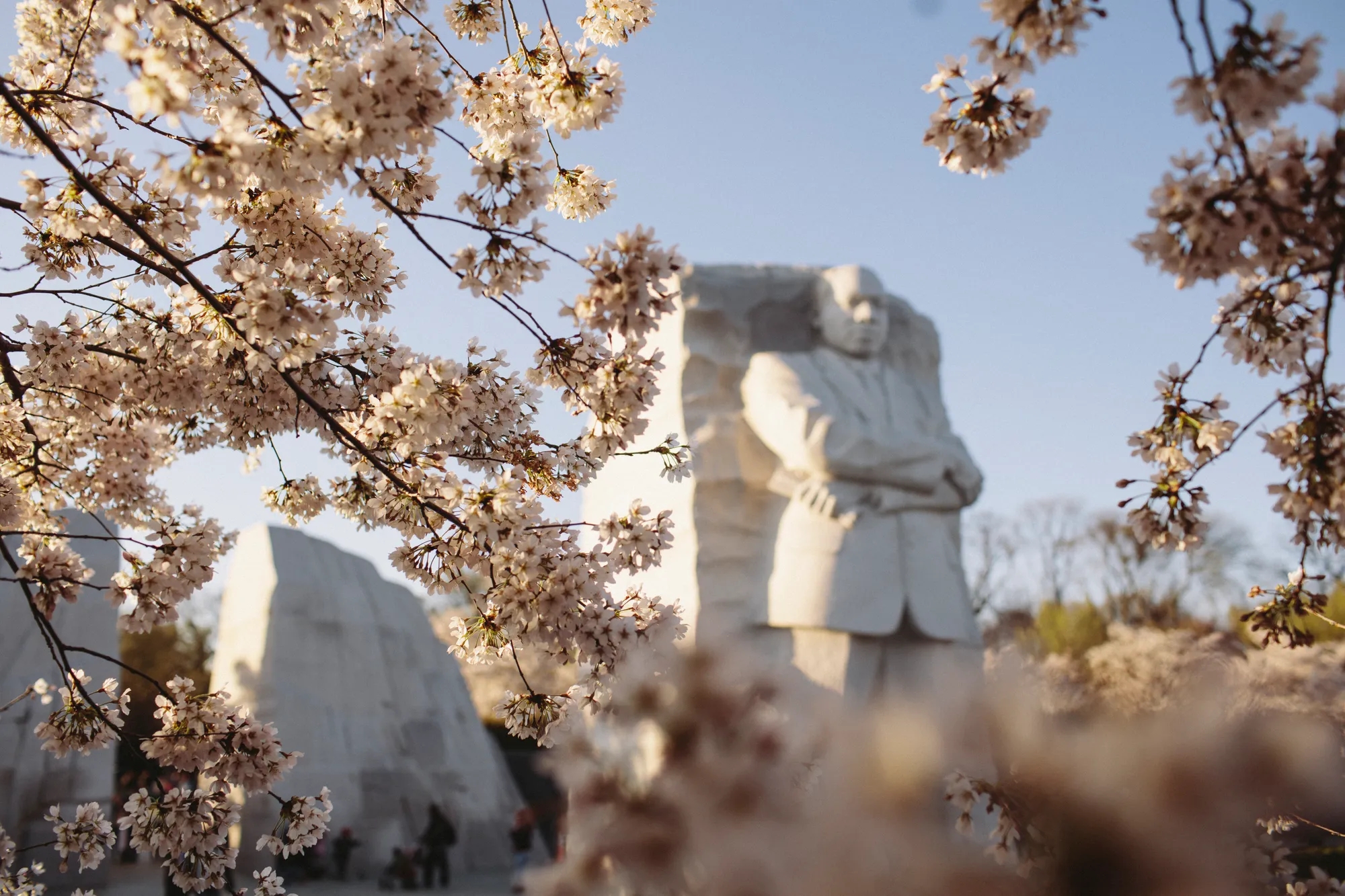 MLK Memorial during cherry blossom season
