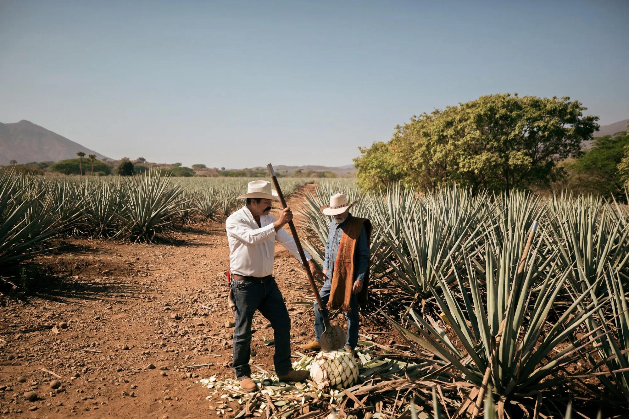 Man tending to an agave field in Jalisco, Mexico, with rows of spiky plants stretching toward the horizon under a bright sky