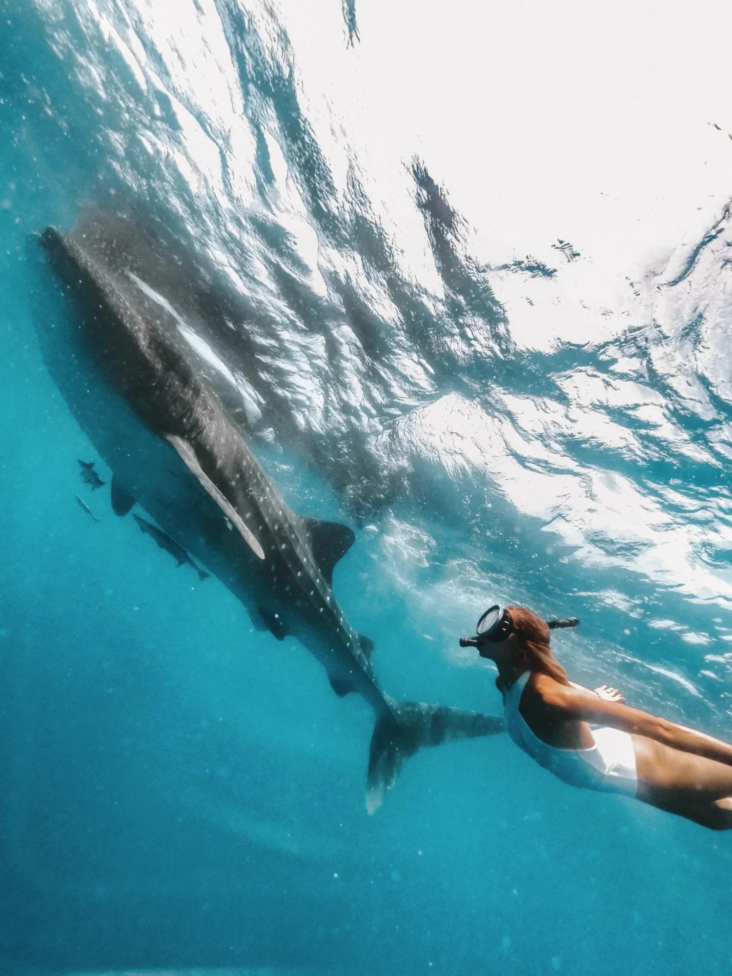 Whale Shark Experience