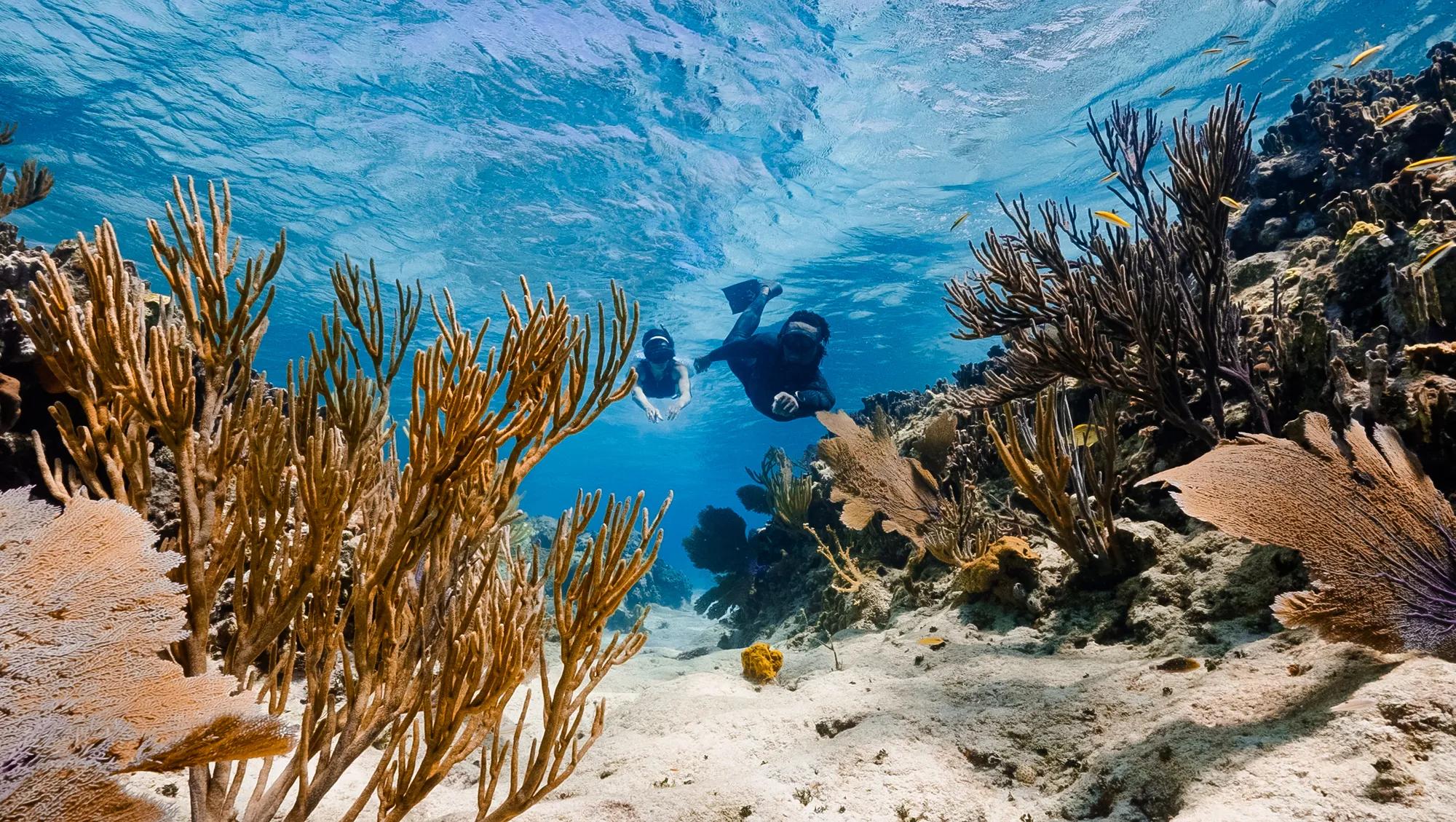 Experiences Ocean Guardian