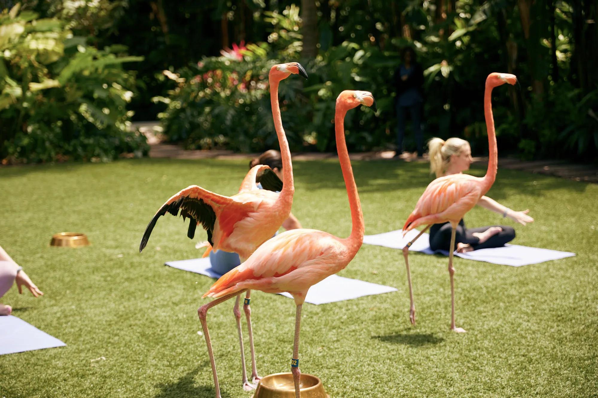 Flamingo Yoga
