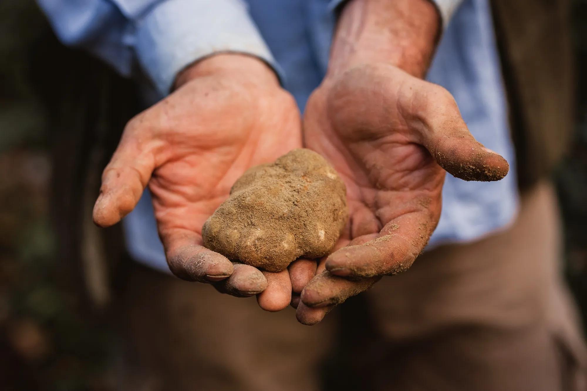Tuscan White Truffle 