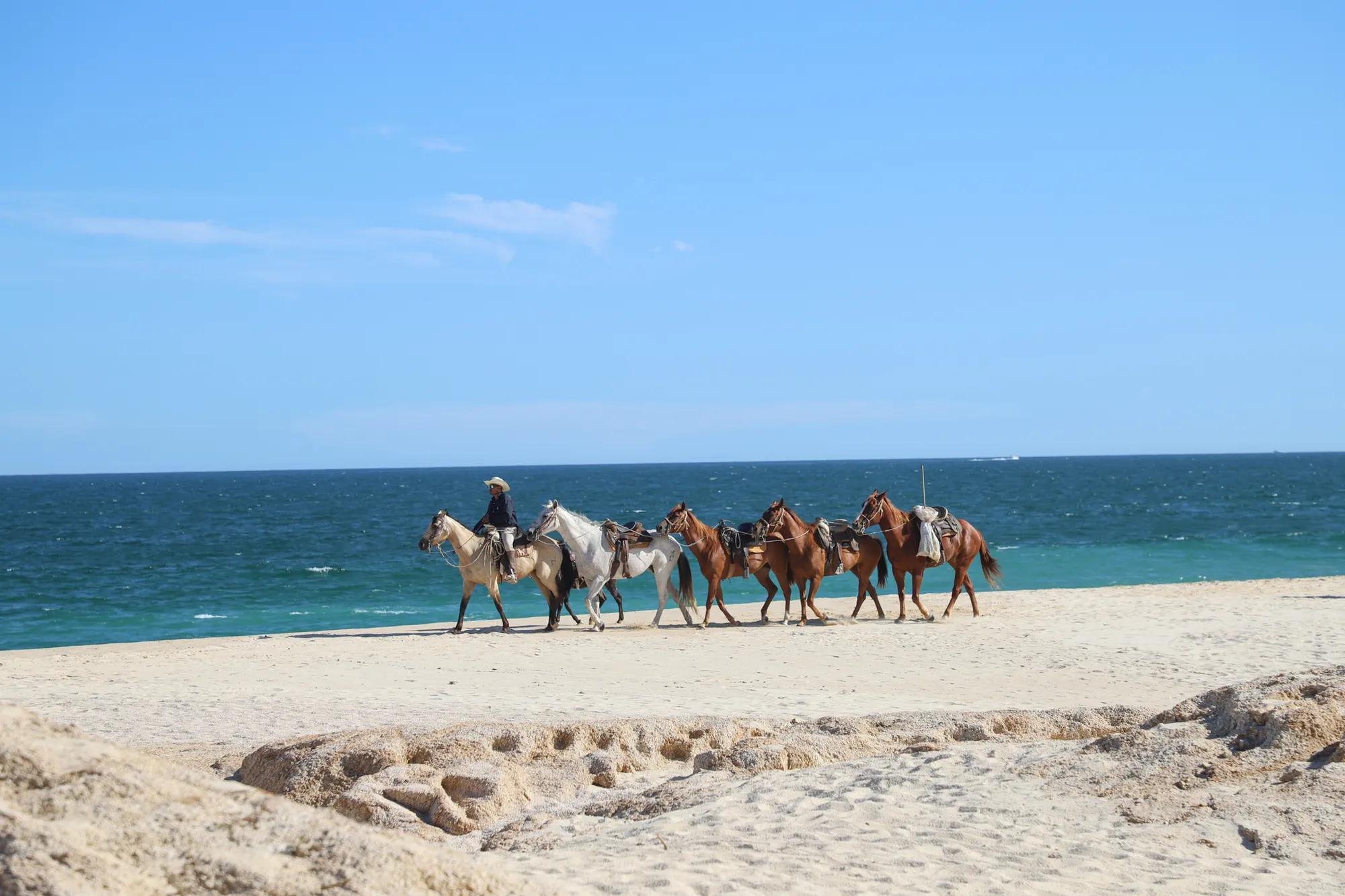 Horse ride on the beach