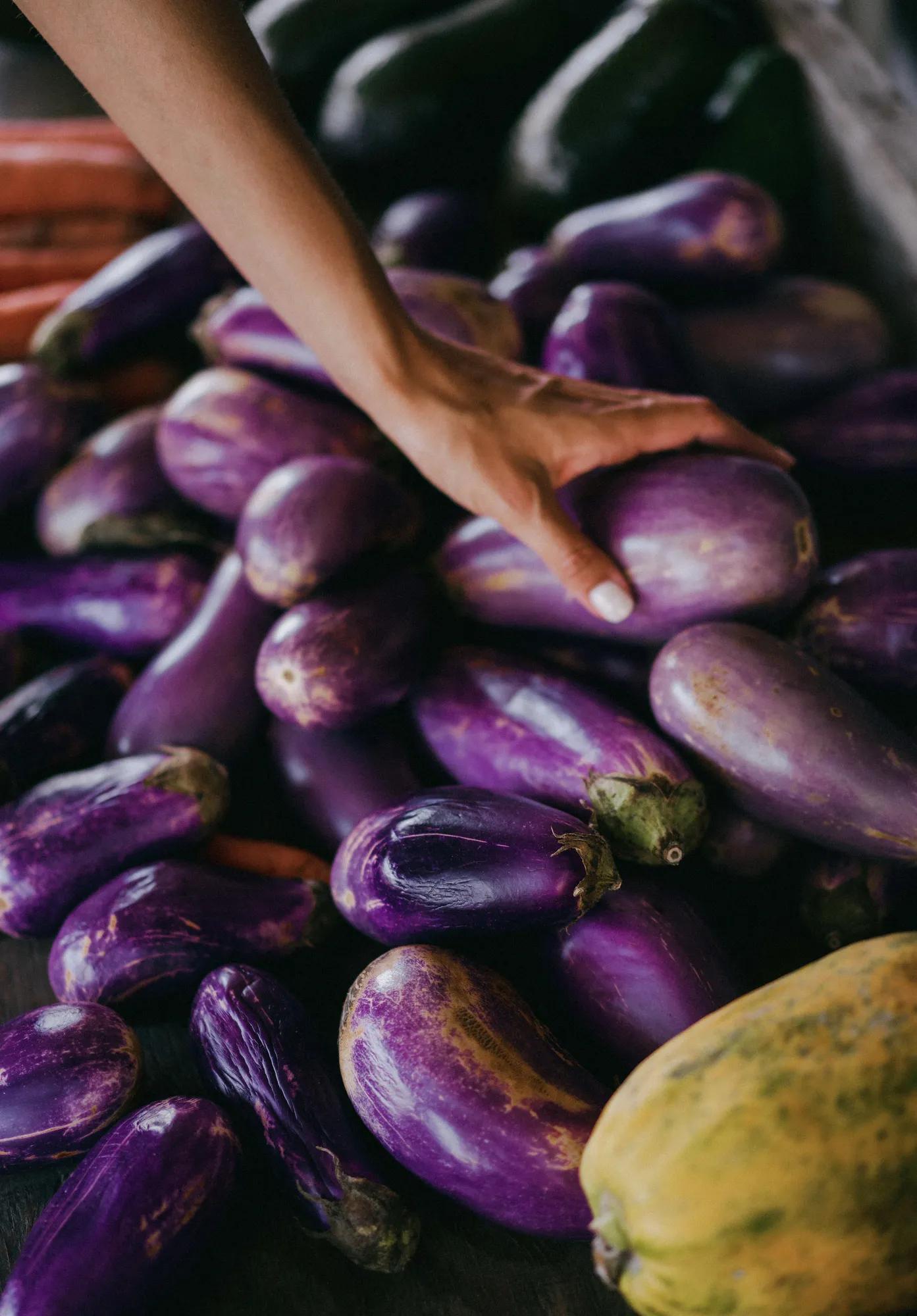 Picking Eggplants 