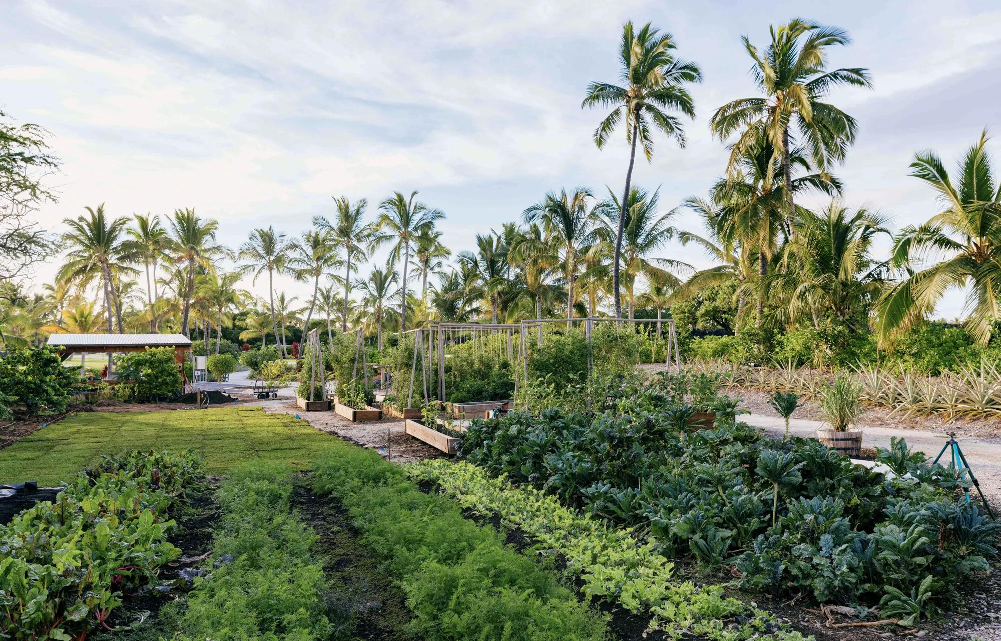 A farm with grass and planted produce with palm trees in the background.
