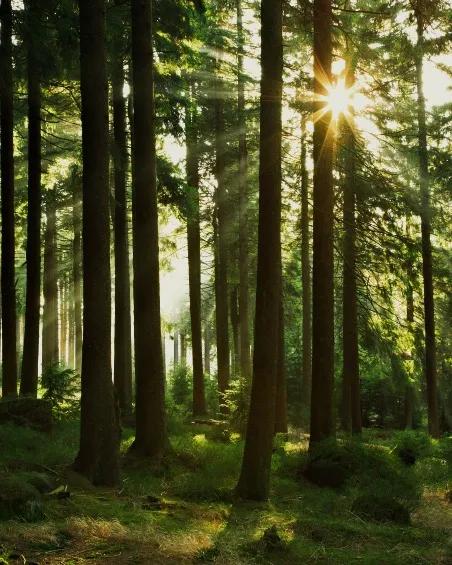 The cun shining through redwood trees