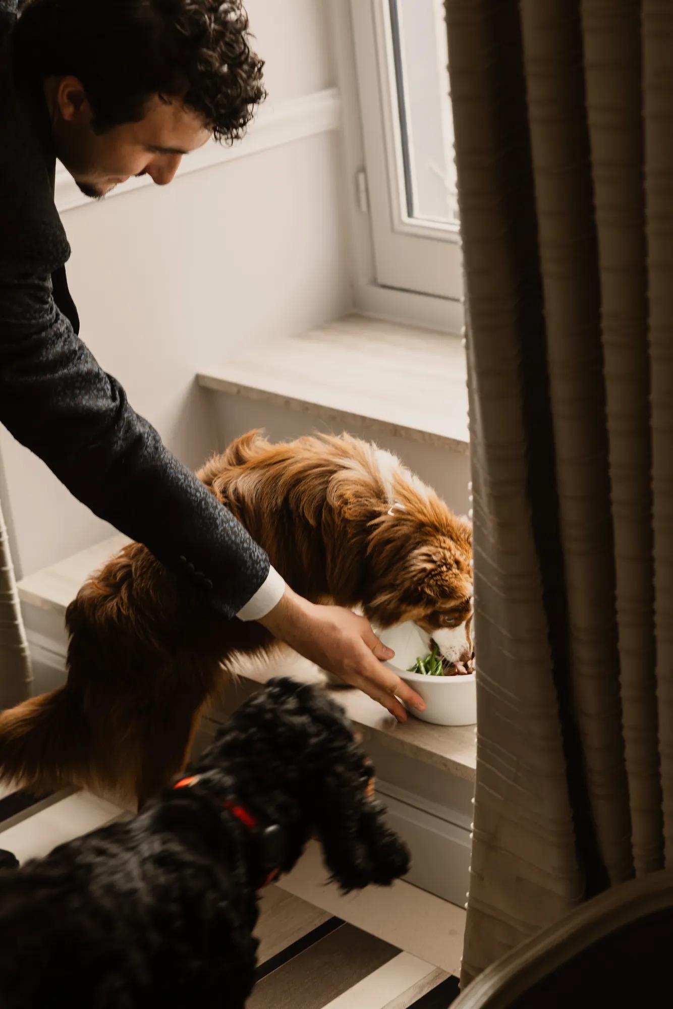 Dogs eating