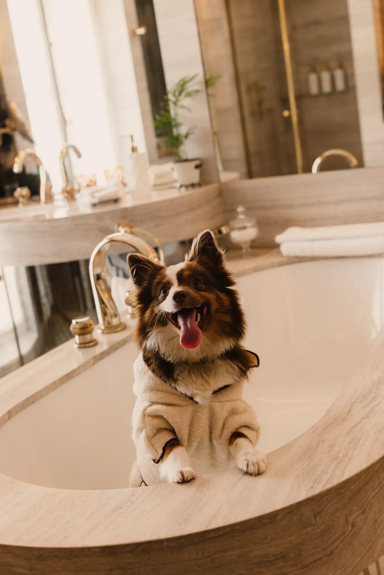 Dog in bath