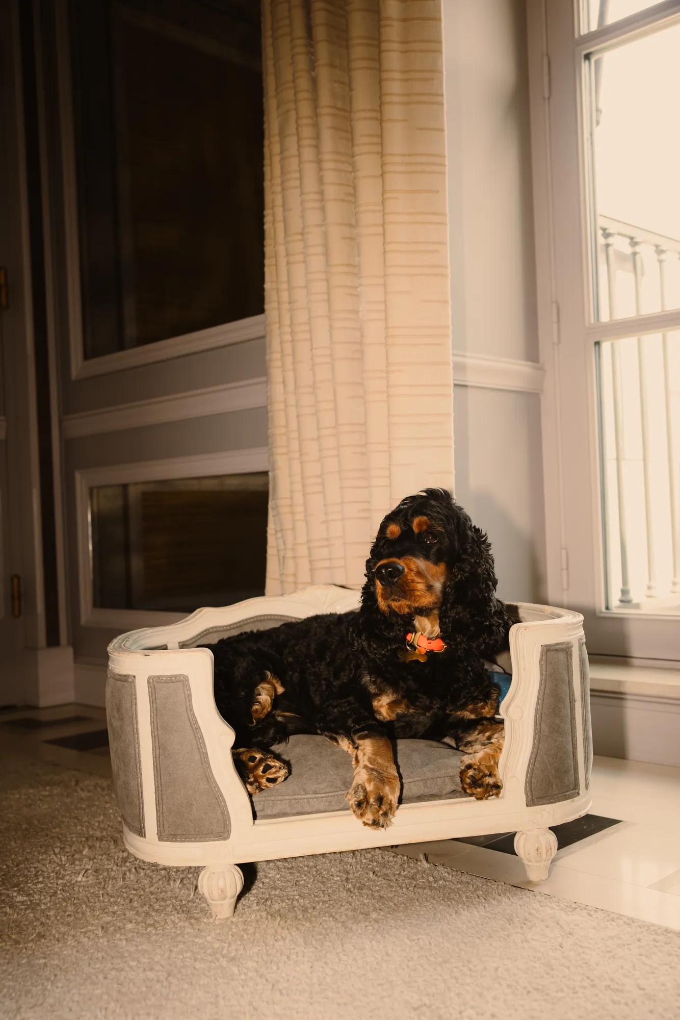 Dog in sofa