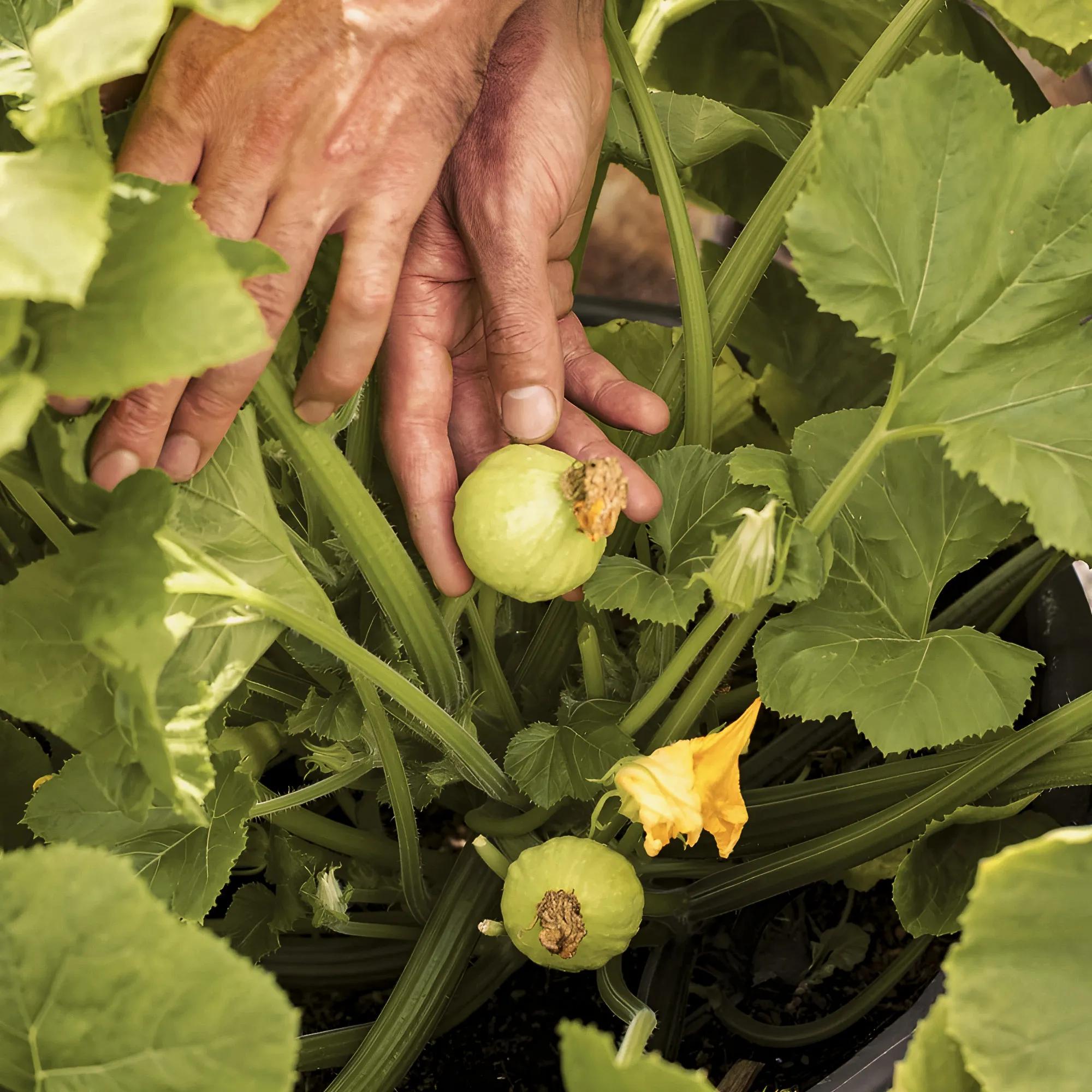 Close up shot of hands planting a vegetable garden. 