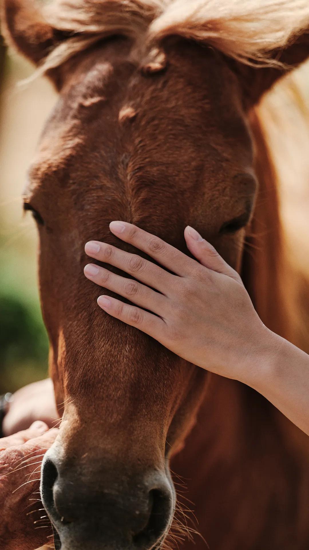 RARE ENCOUNTERS WITH THE MIYAKO HORSE