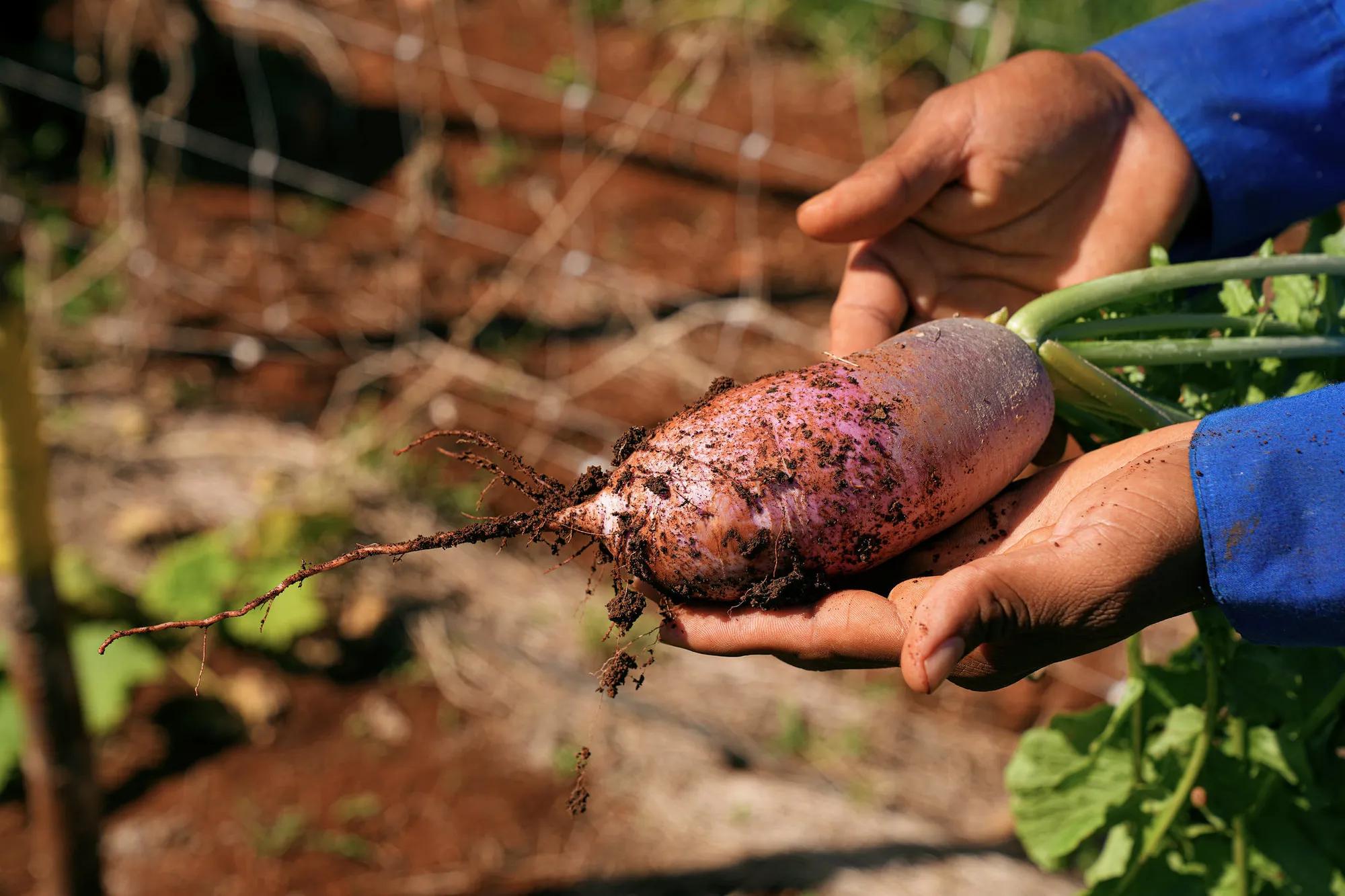 Sustainability Mestiza de indias 9