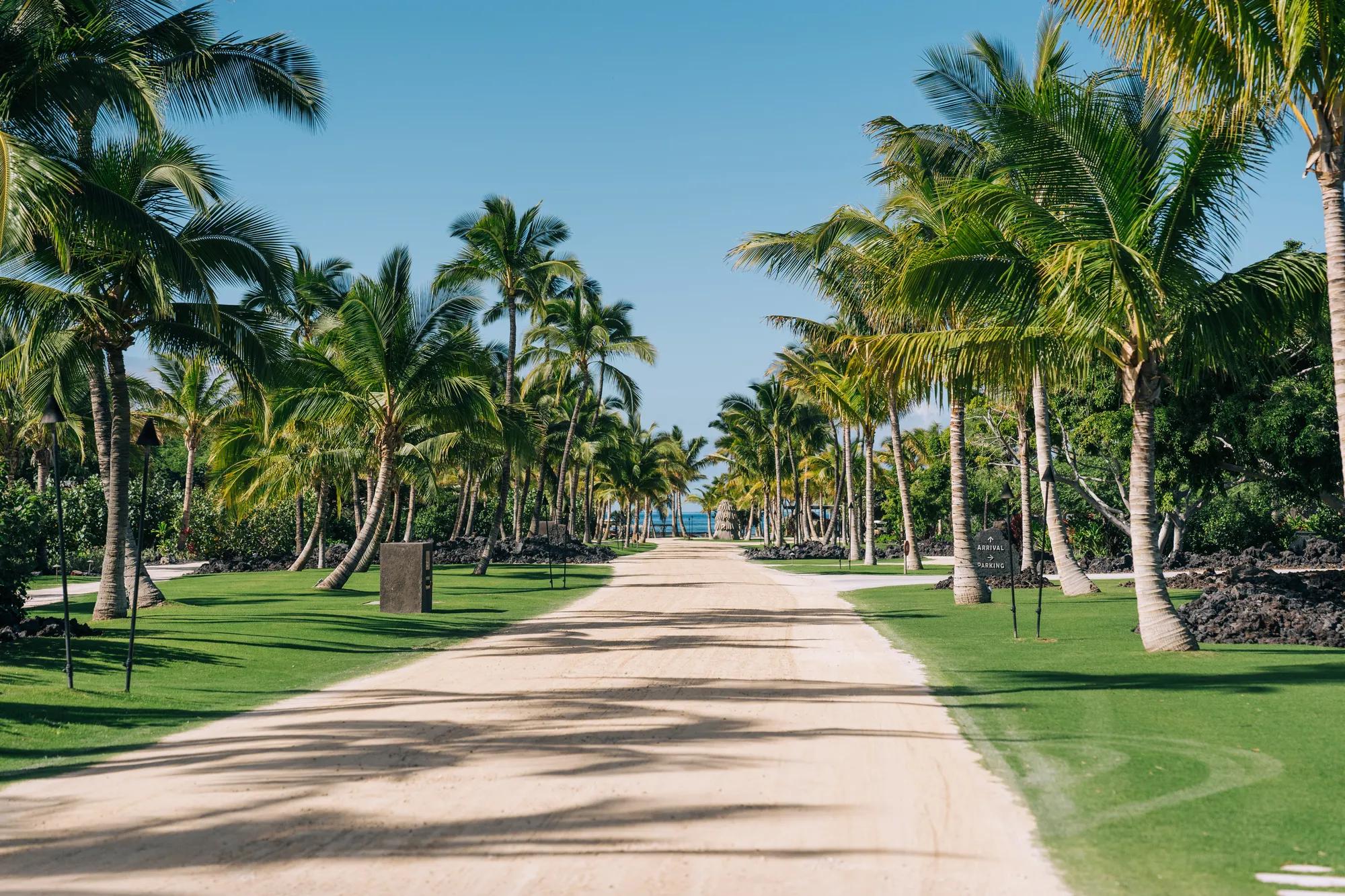 A sunlit sandy pathway lined with tall, lush palm trees on  both sides, leading toward a distant view of the ocean under a clear blue sky.