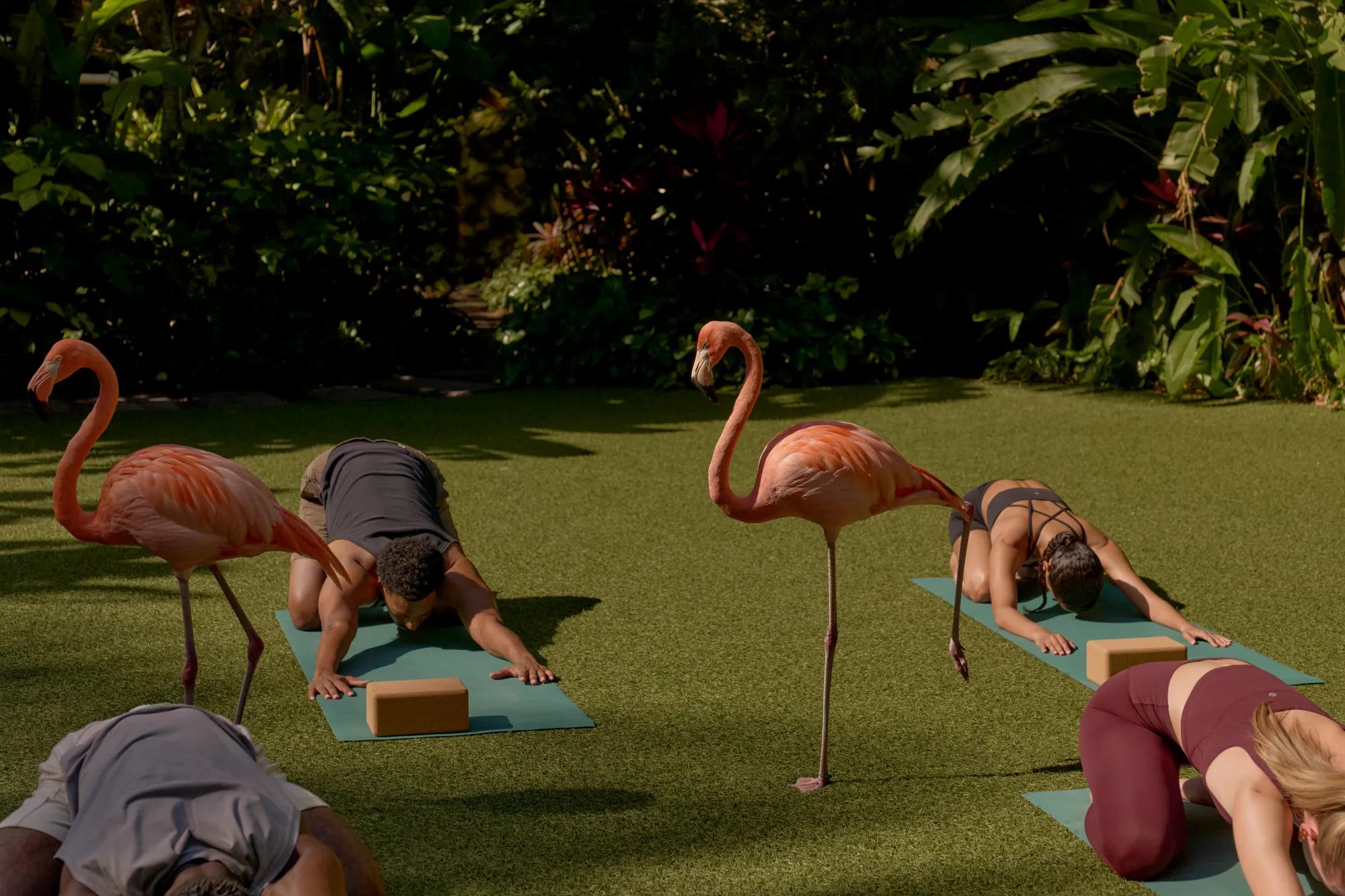 Flamingo Yoga