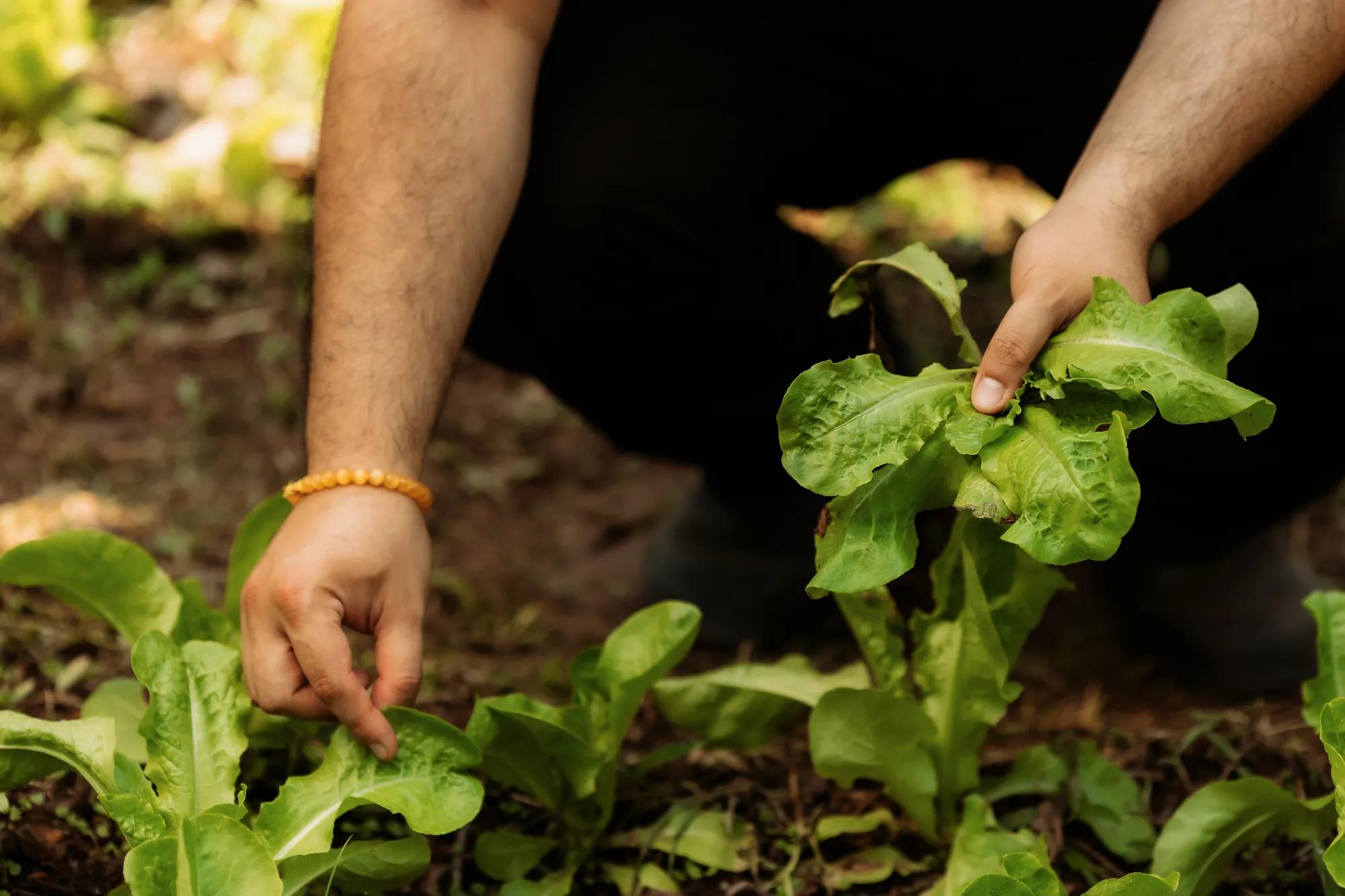 Organic farm in Laos