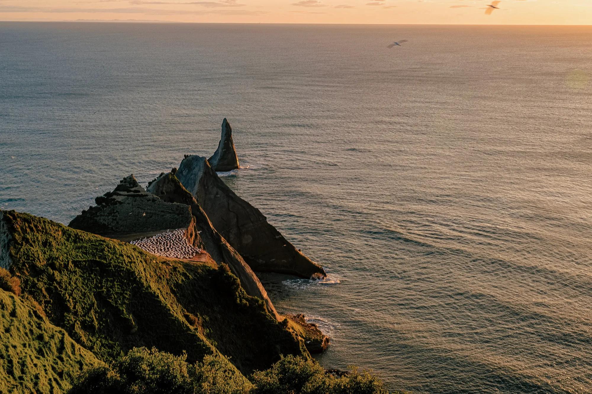 Gannets nesting while the sun rises above their Black Reef nesting spot on the Cape Kidnappers peninsula.