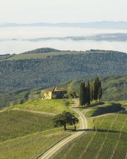 Vigneto Capanna