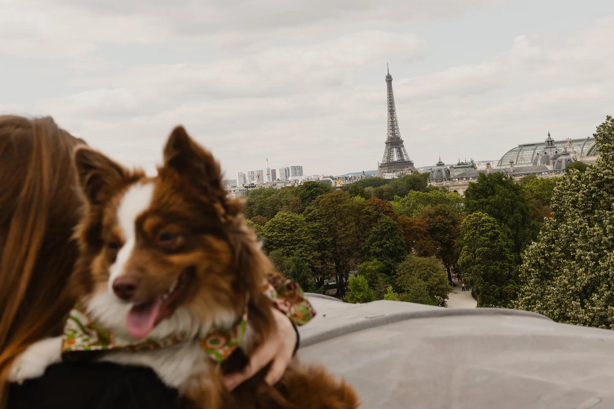 Dog with Eiffel Tower view