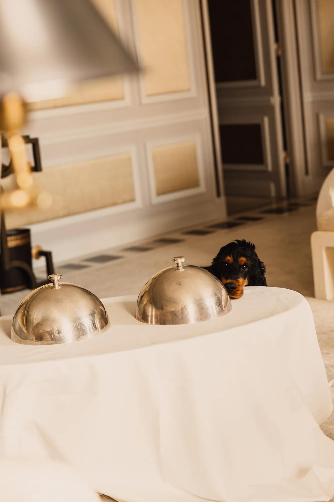 Dogs enjoying room service