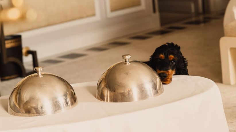 Dogs enjoying room service