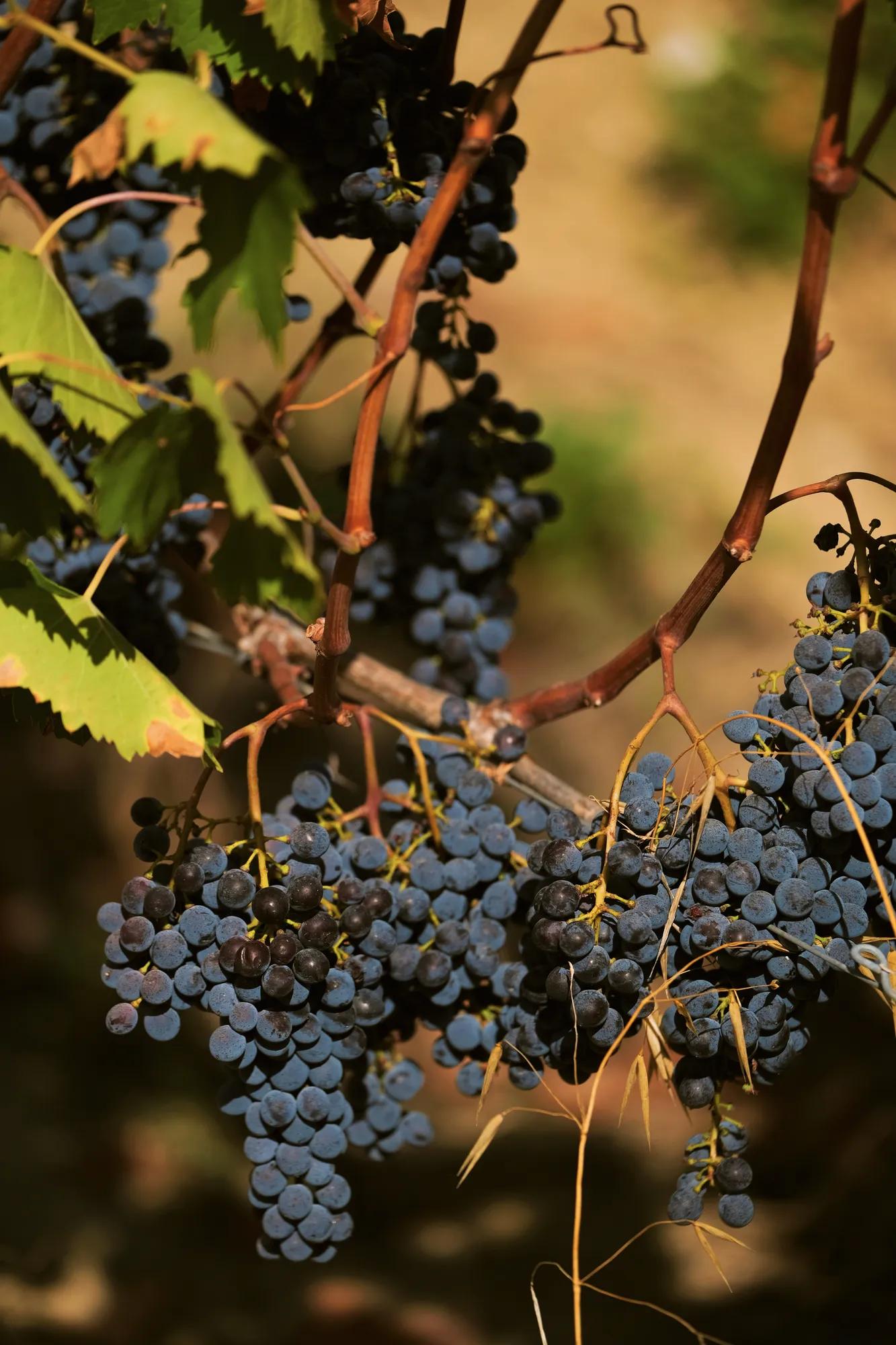 Sangiovese grapes