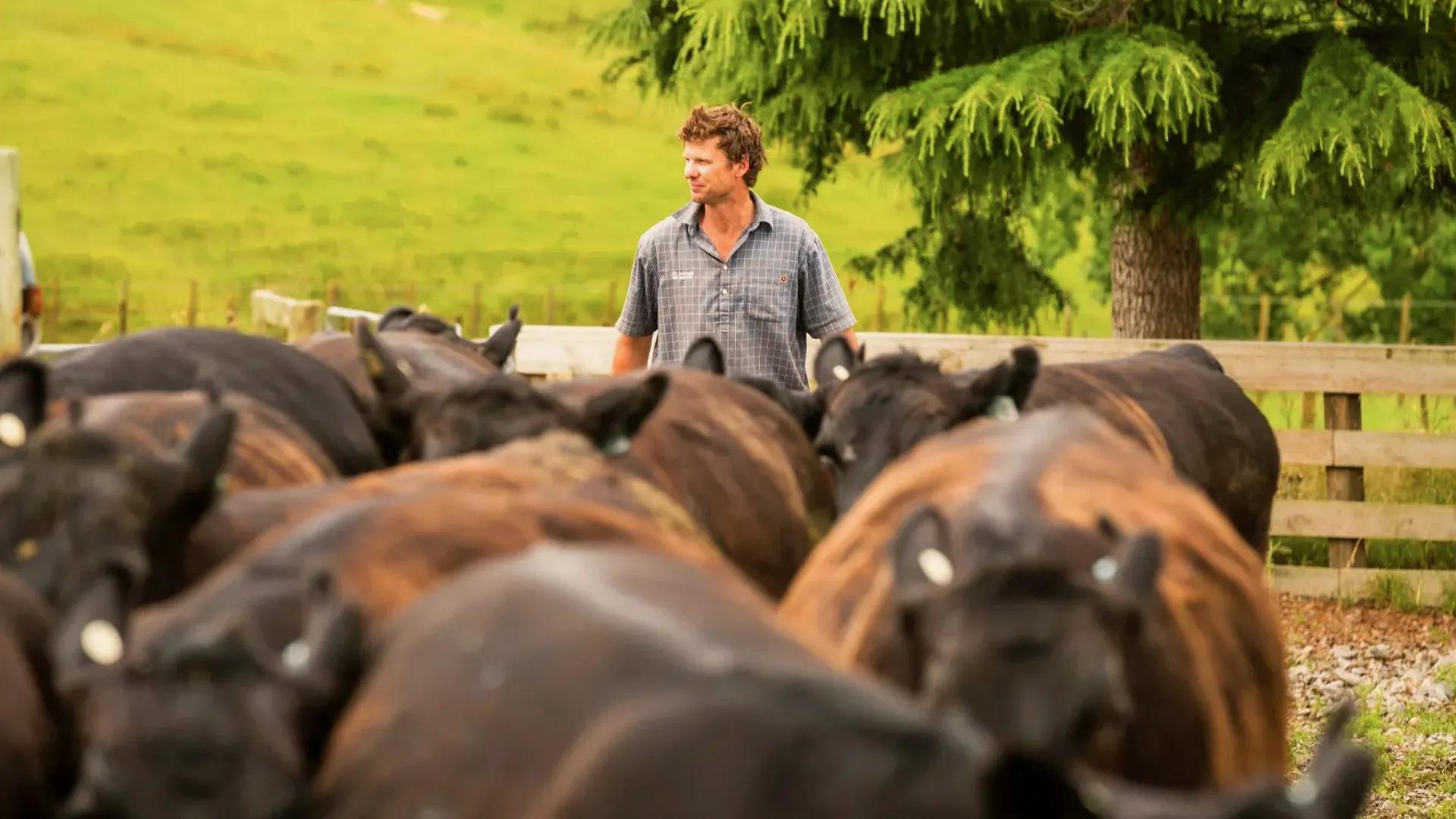 Farmer walks behind a herd of cattle.  
