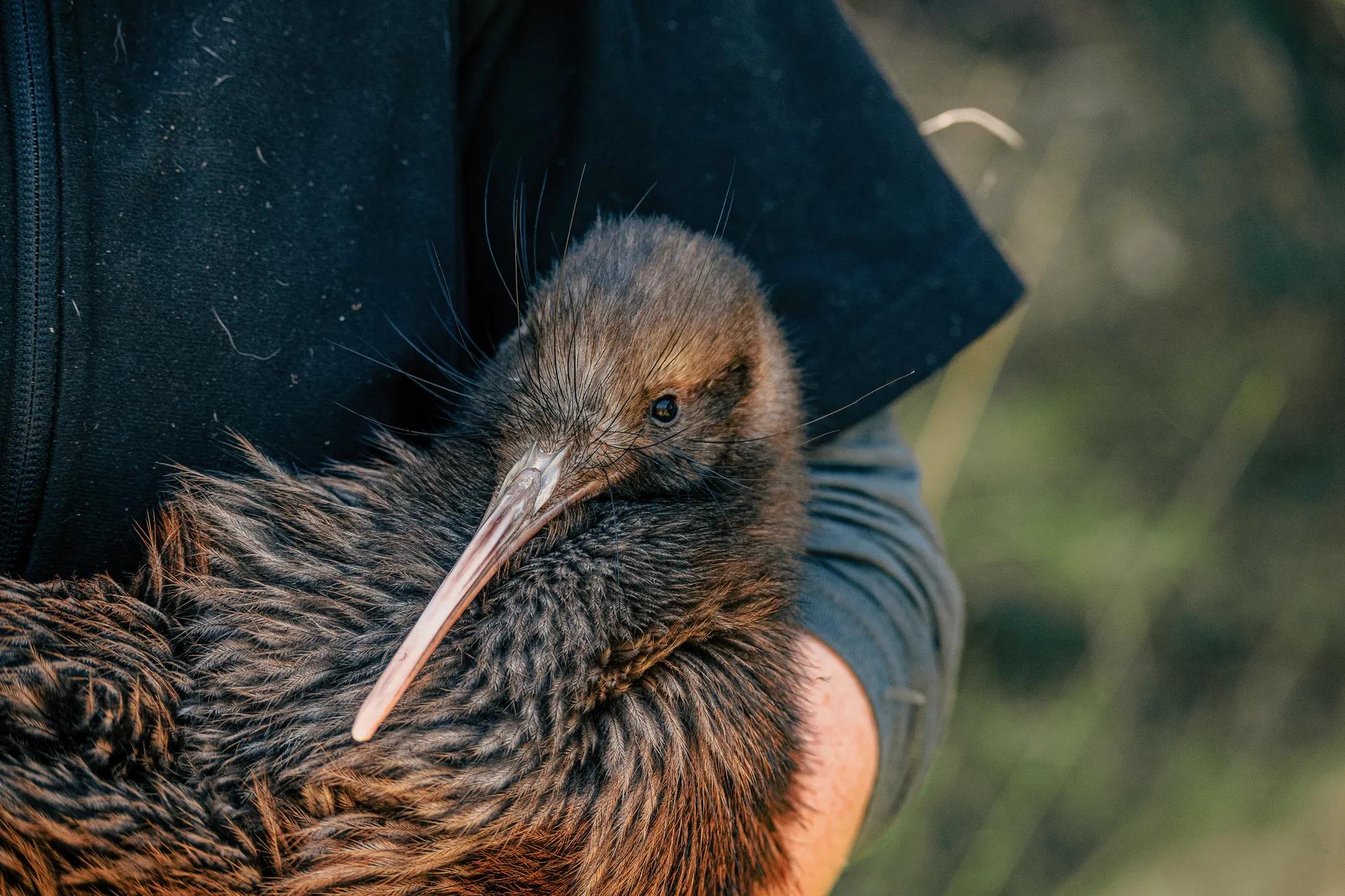 Predator proof fence at Cape Sanctuary leading out towards the ocean with the Sanctuary on one side of the fence and rolling farmland on the other.