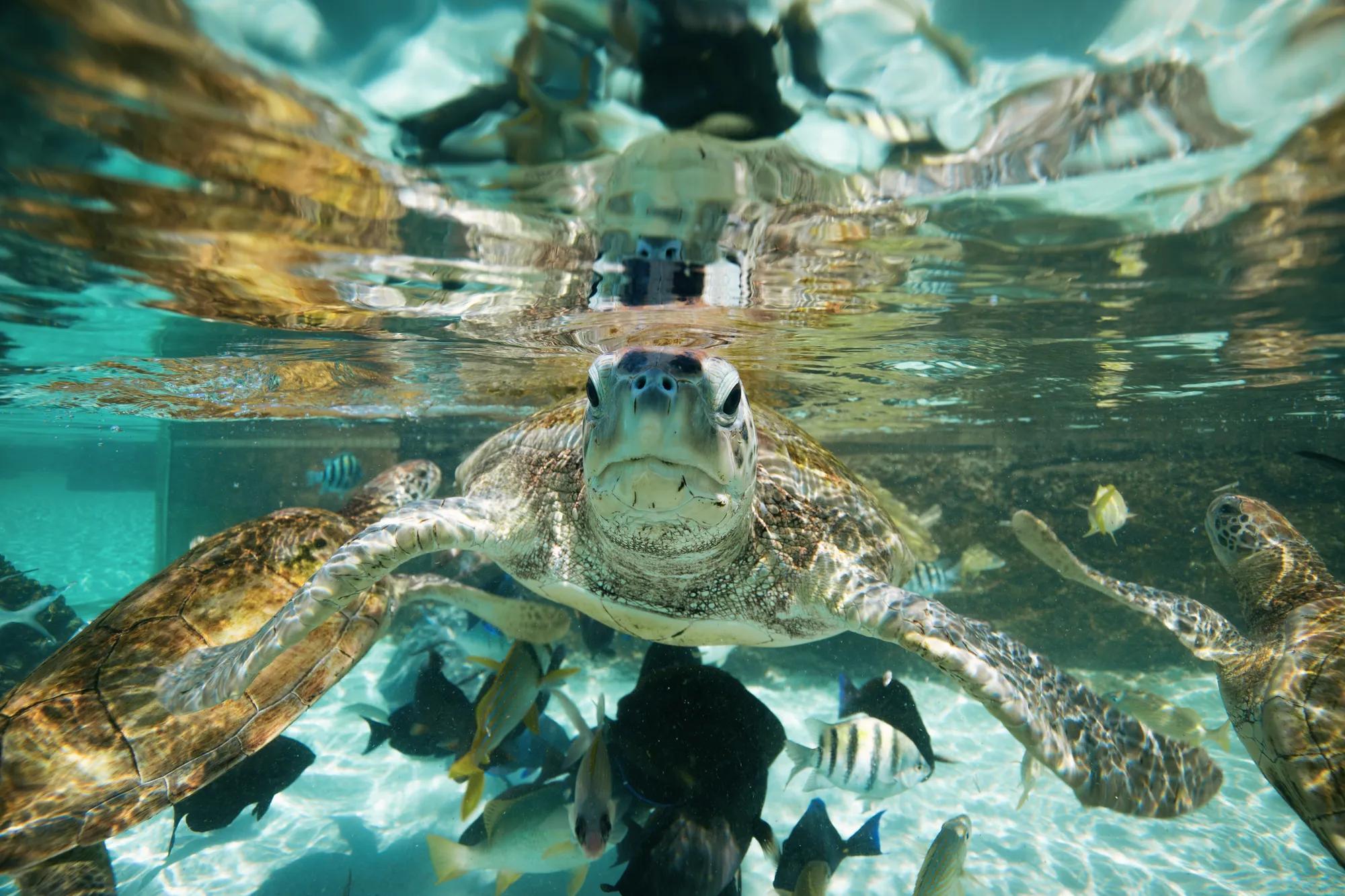 Experience BHM TouchTank 011