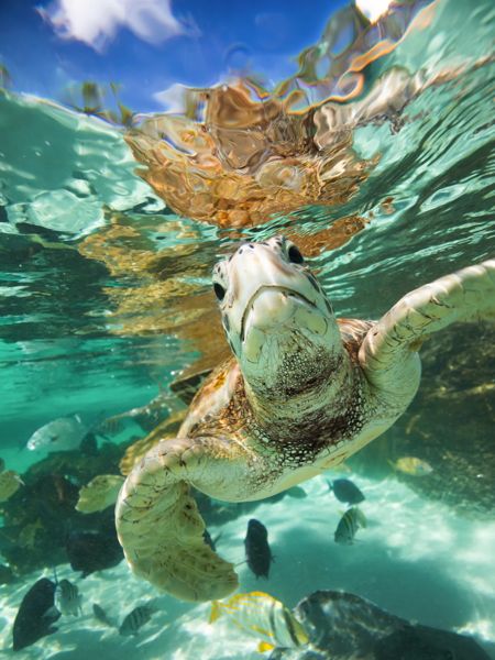 PLASTIC-FREE FUTURE