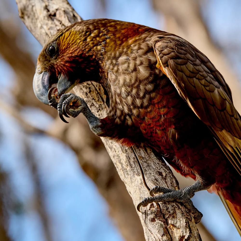 Kaka on a branch at Cape Sanctuary.